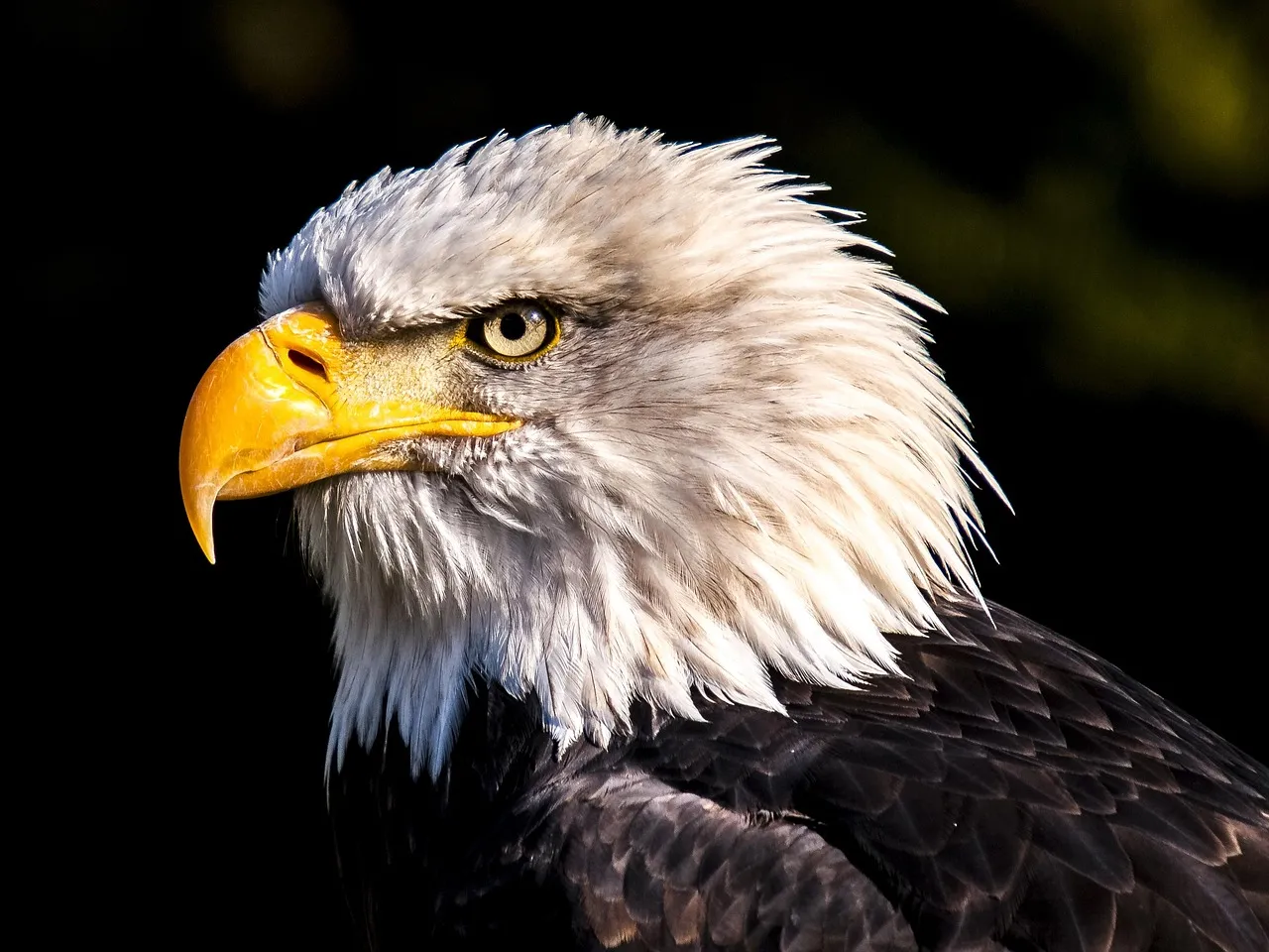 Eagles, Ravens, and the Birds That Follow the Fish (Image Credits: Pixabay)