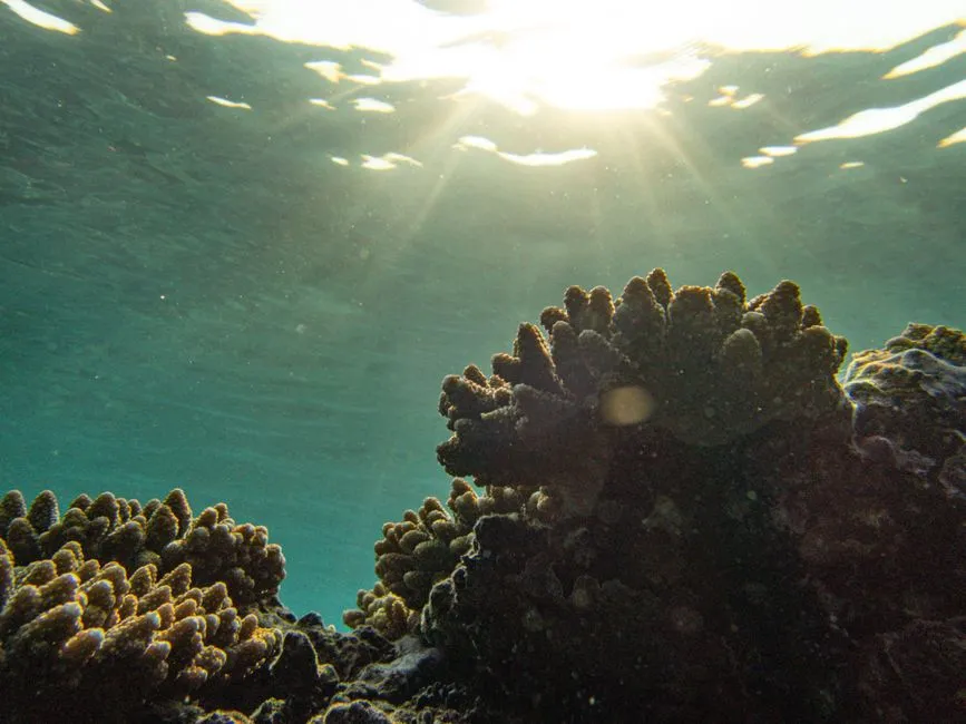 Where Reef-Safe Sunscreen Is Now Required by Law (Image Credits: Pexels)