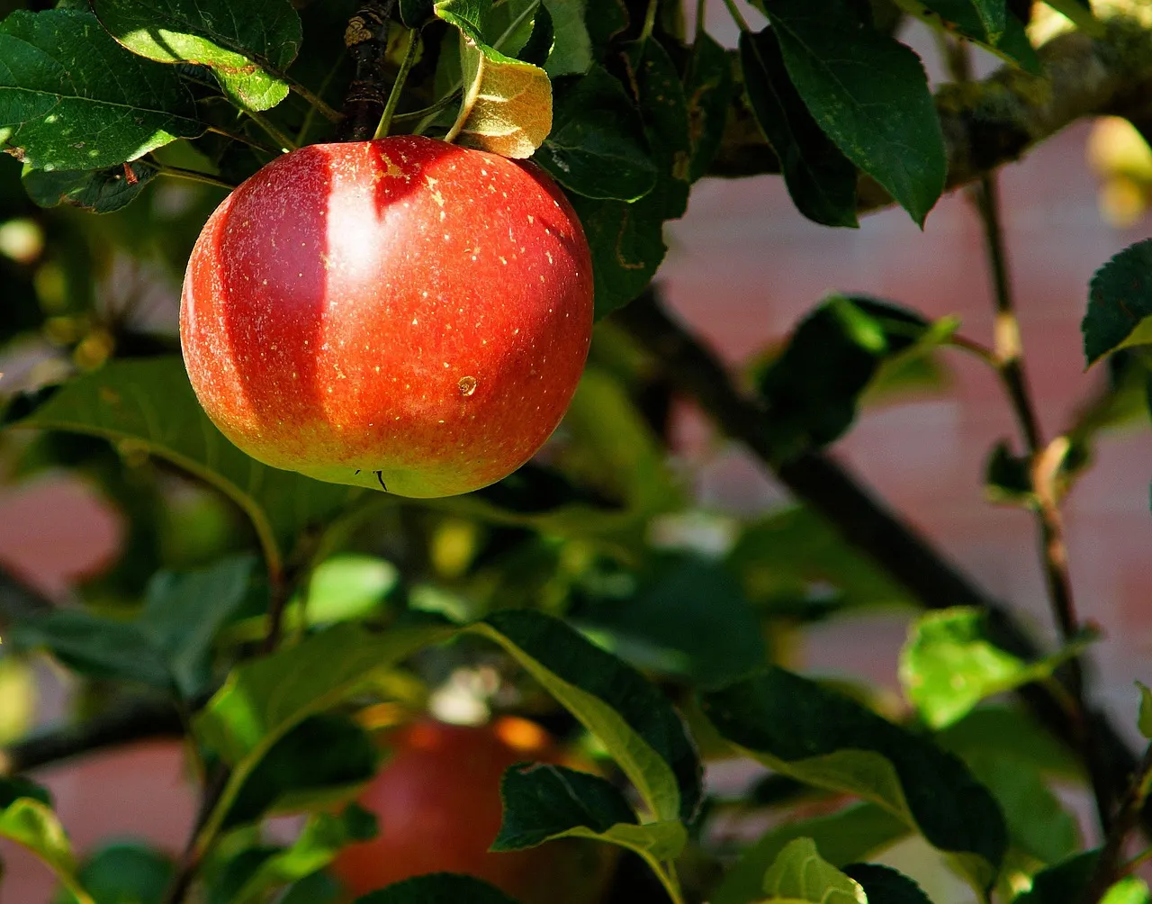 Apple Country and Farm Experiences Close at Hand (Image Credits: Pixabay)