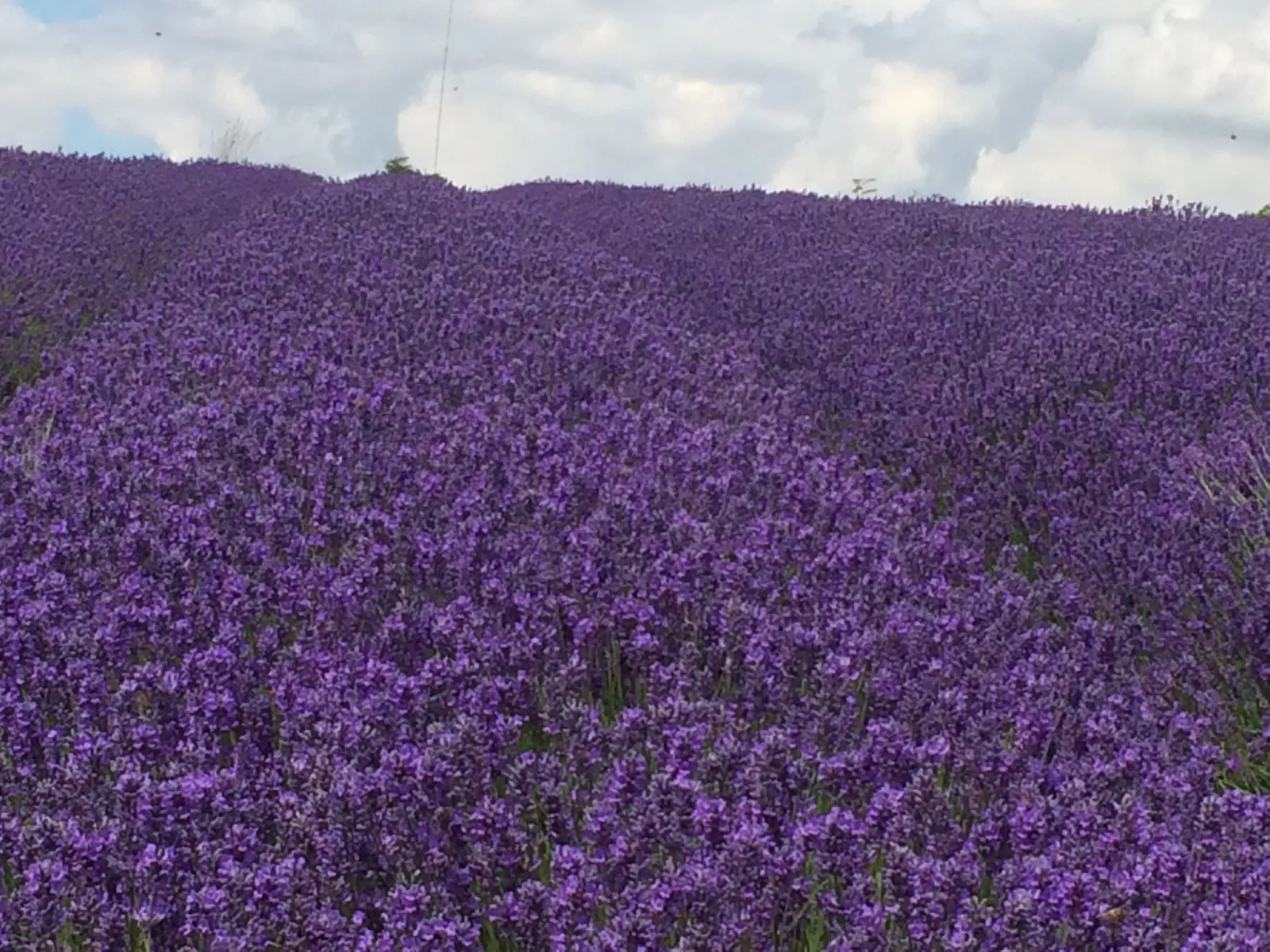 English Lavender Sets the Tone (By Robert Brink, CC0)