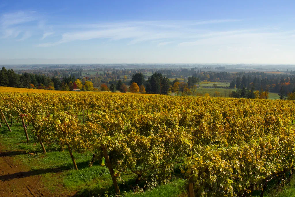 Wine Pros Have Been Paying Attention (Image Credits: Flickr)