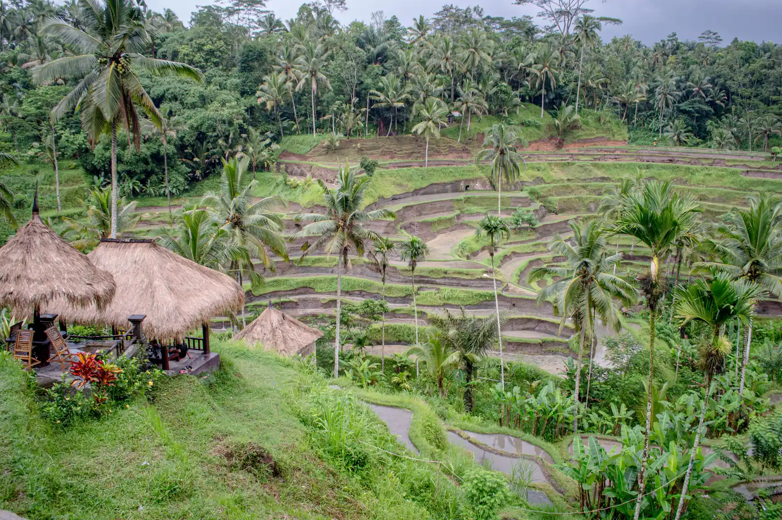 4. Belimbing Rice Terraces, Tabanan: The Hidden Gem (By Philip Nalangan, CC BY 4.0)
