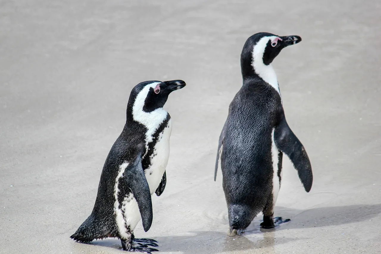Boulders Beach: Where the Peninsula Meets the Penguins (Image Credits: Pixabay)