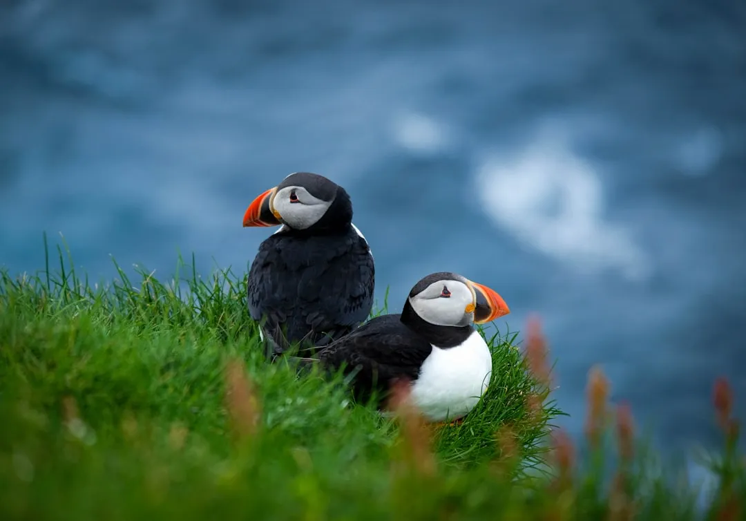 Sagittarius: The Faroe Islands - Wild, Free, and Without Borders (Image Credits: Unsplash)