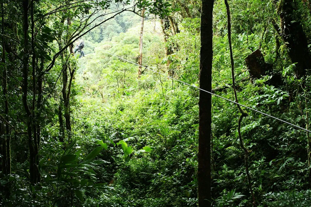 Rotorua, New Zealand: Ancient Forest From Above (Image Credits: Unsplash)