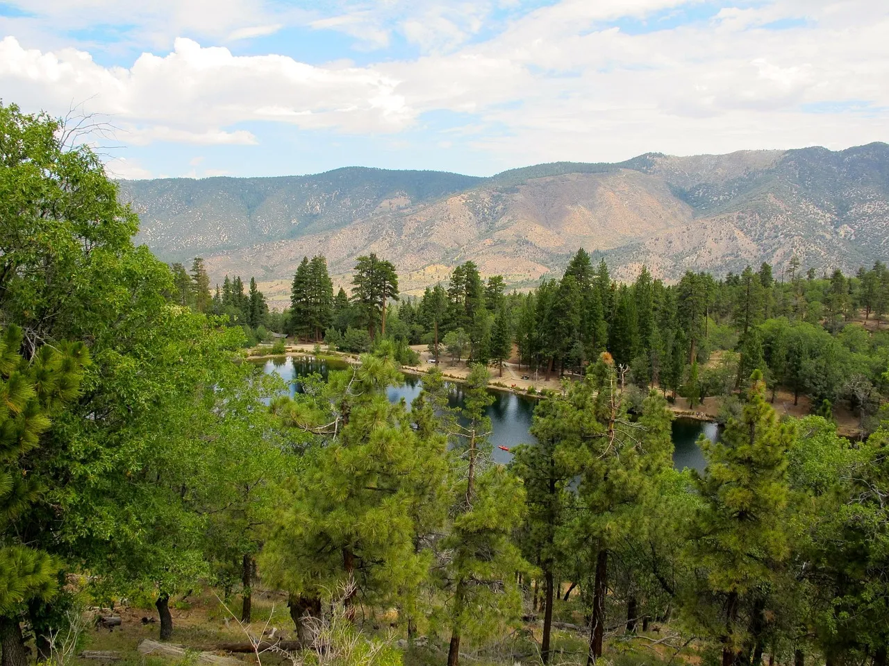 The World's Largest Ponderosa Pine Forest (Image Credits: Pixabay)