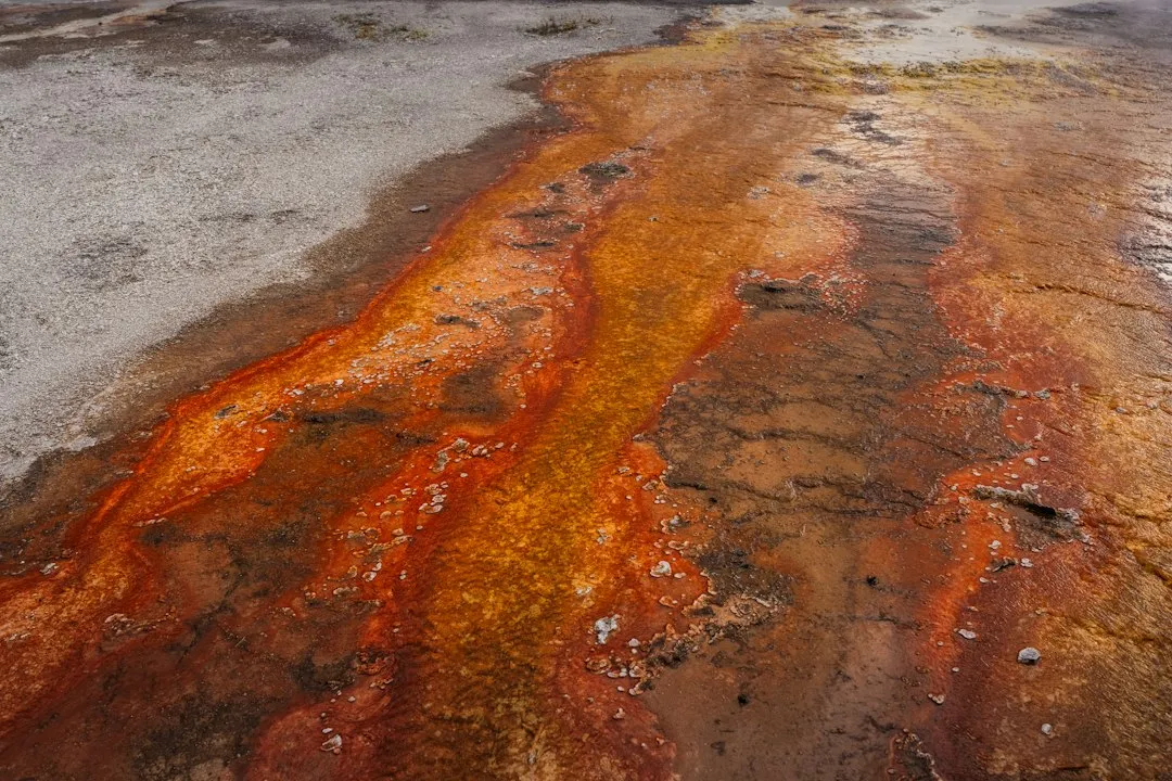 Meet the Thermophiles (Image Credits: Unsplash)