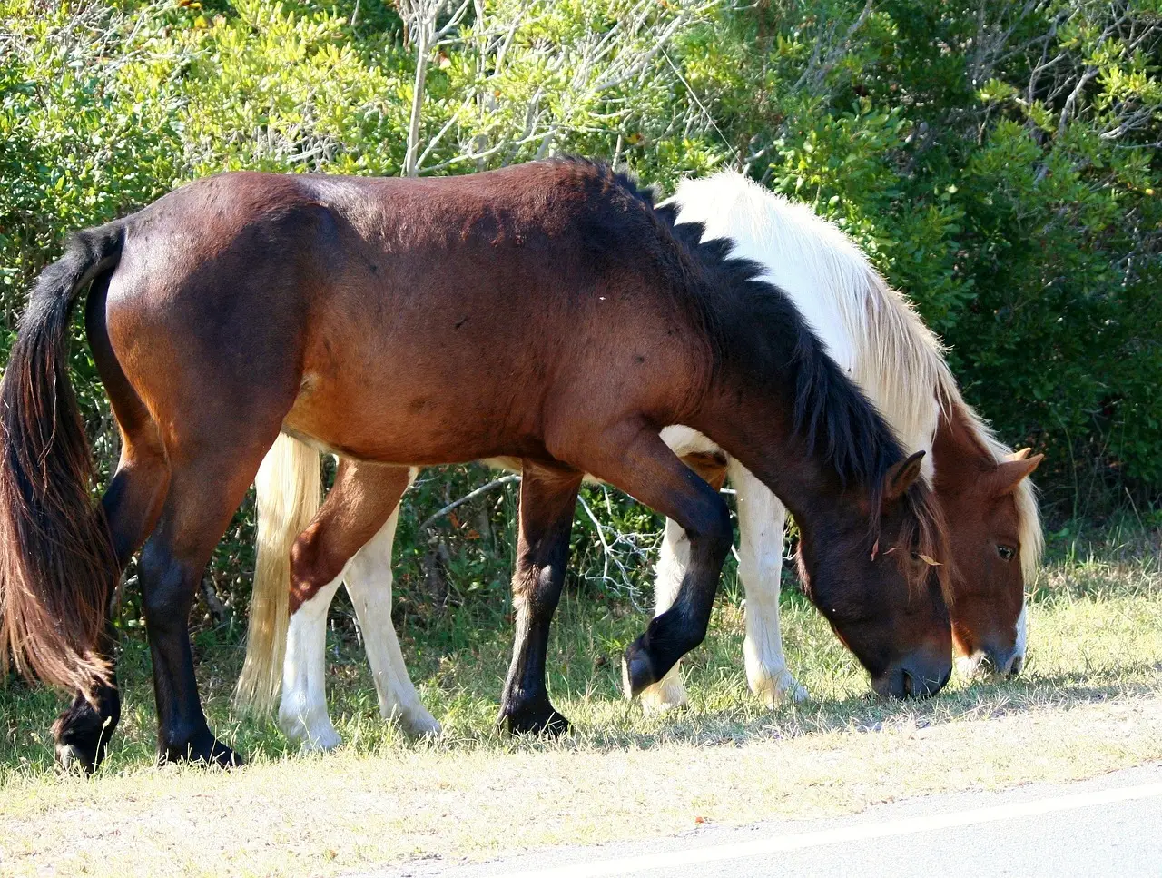 3. Chincoteague Island, Virginia - Wild Ponies and Surprisingly Low Prices (Image Credits: Pixabay)
