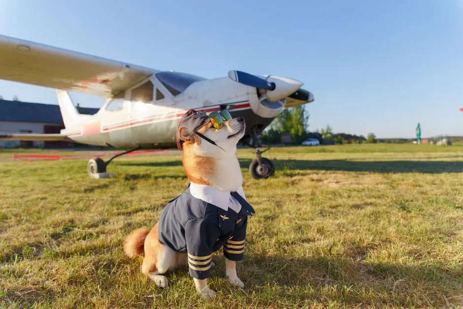 The Safety Record for Air Pet Travel Is Better Than Headlines Suggest (Image Credits: Pexels)