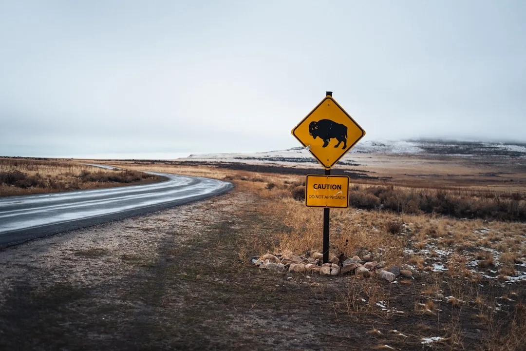 Mistake #2: Getting Too Close to Bison and Other Wildlife (Image Credits: Unsplash)