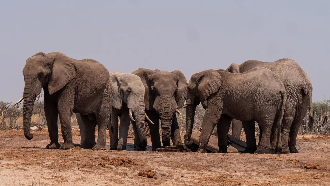 The Role of Small Group Sizes in Protecting Animals (Image Credits: Pixabay)