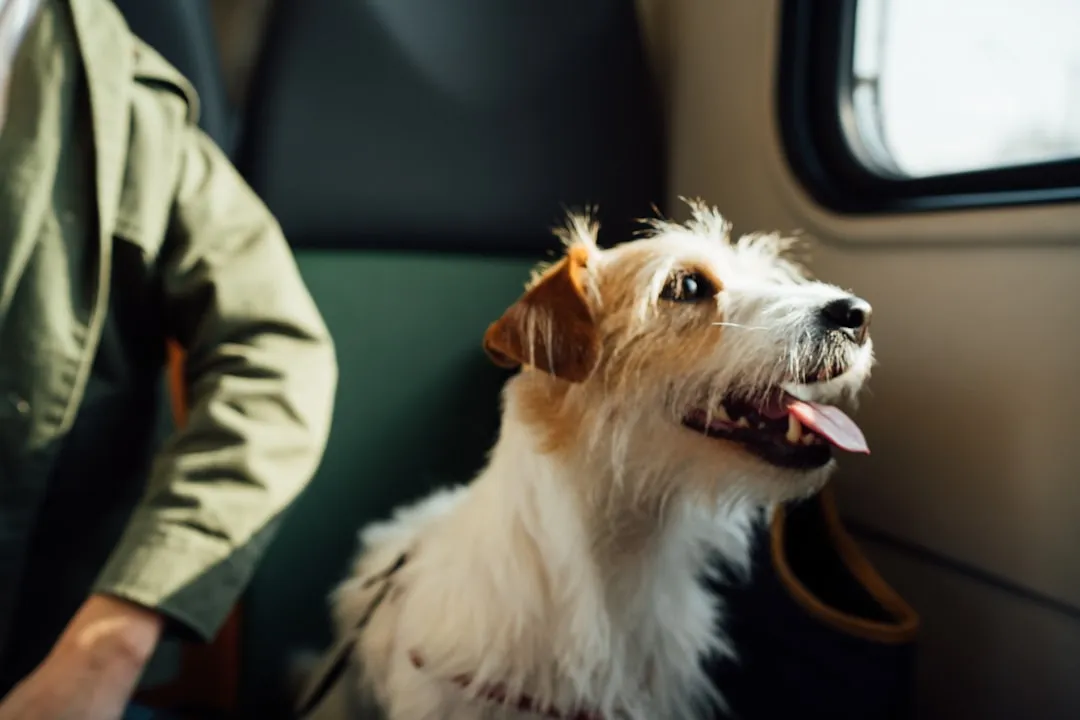 Which Airlines Are Currently the Most Dog Friendly (Image Credits: Unsplash)