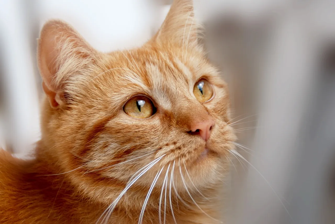 Pet Ownership Surged, and Hotels Took Note (Image Credits: Pixabay)