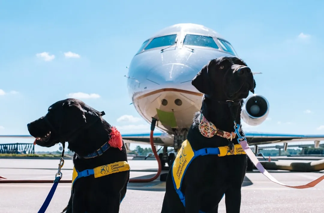 Each Dog Is Trained for Only One Category of Scent (Image Credits: Unsplash)