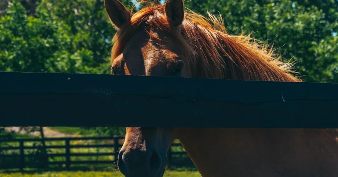 Equestrian Culture You Can Feel on Every Corner (Image Credits: Unsplash)
