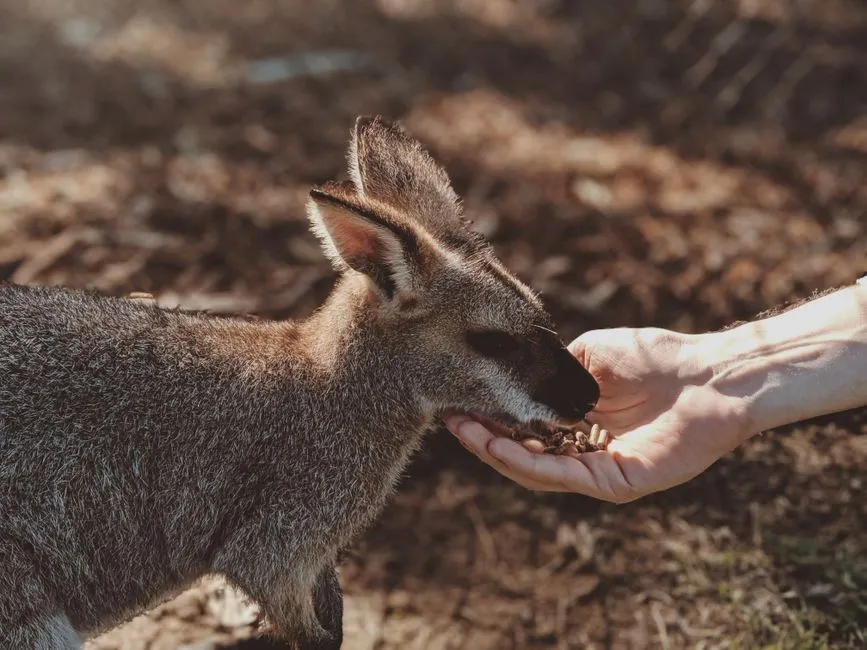 4. Never Feed Wildlife, Even for a Better Photo (Image Credits: Pexels)