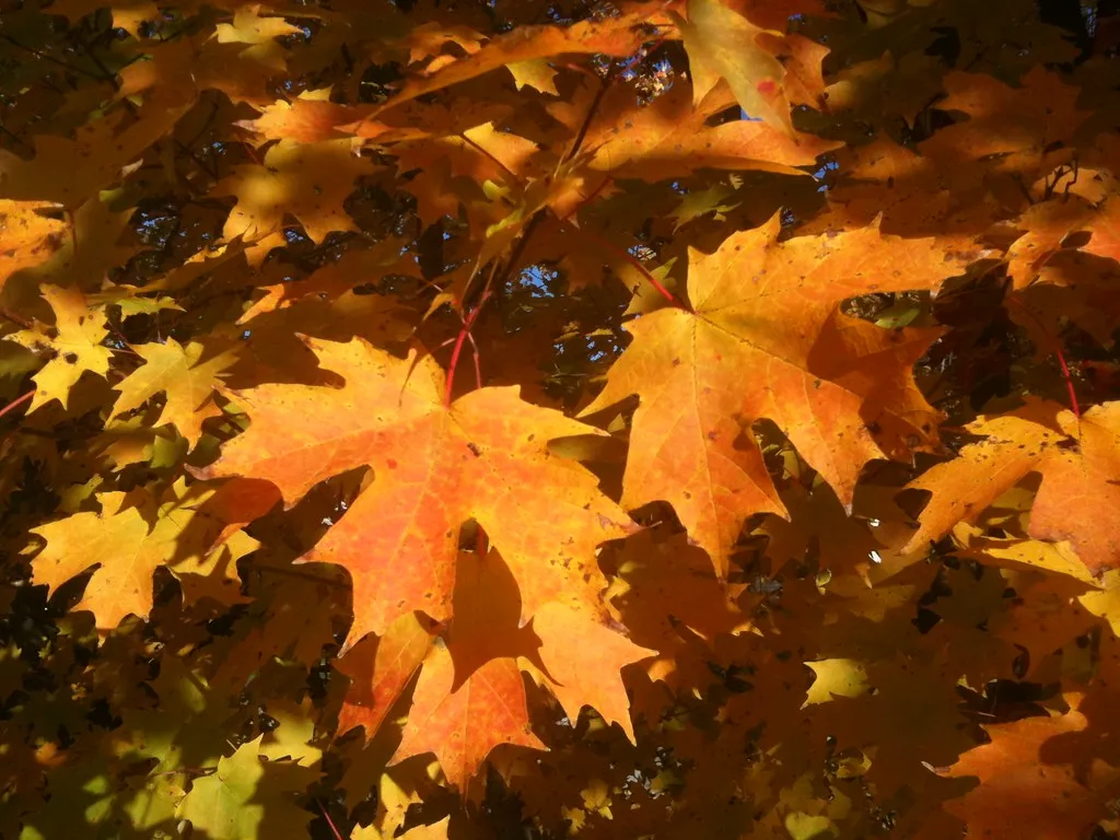 Elk Avenue Has Its Best Energy in Autumn (JeepersMedia, Flickr, CC BY 2.0)