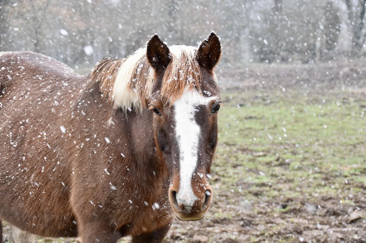Winter Is the Ranch's Best Kept Secret (Image Credits: Pixabay)