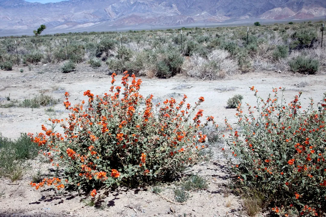 Anza-Borrego Desert State Park, California (Image Credits: Unsplash)