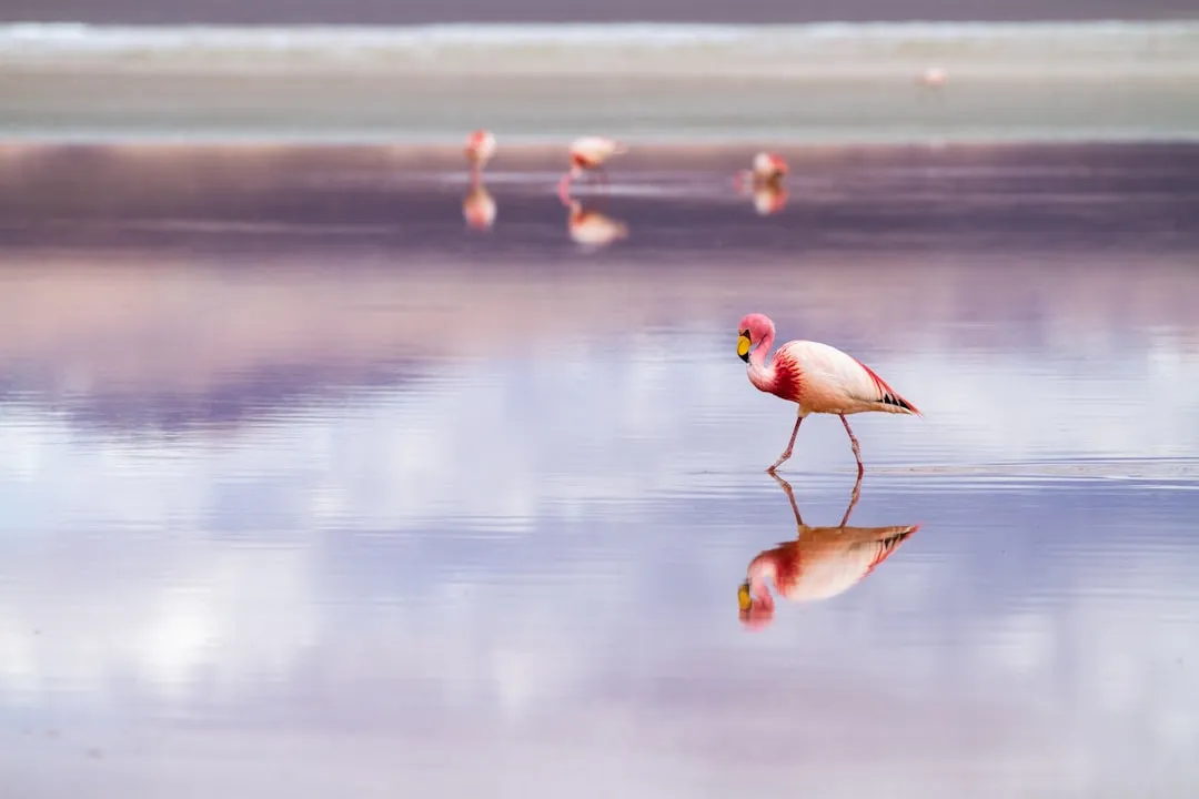 Flamingos at Sunrise: A Natural Alarm Clock Worth Setting (Image Credits: Unsplash)