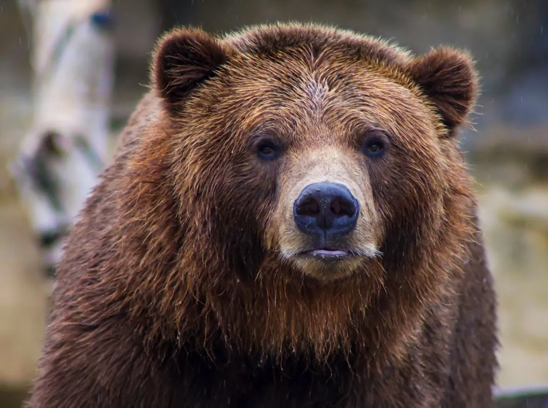 Mistake #4: Ignoring Bear Safety Protocols in the Backcountry (Image Credits: Unsplash)