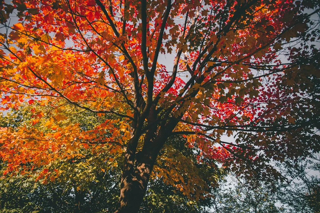 A Word on the Future of This Tradition (Image Credits: Unsplash)