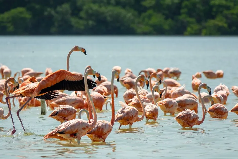 4. Flamingo Cancun All Inclusive - Cancun Hotel Zone (Image Credits: Pexels)