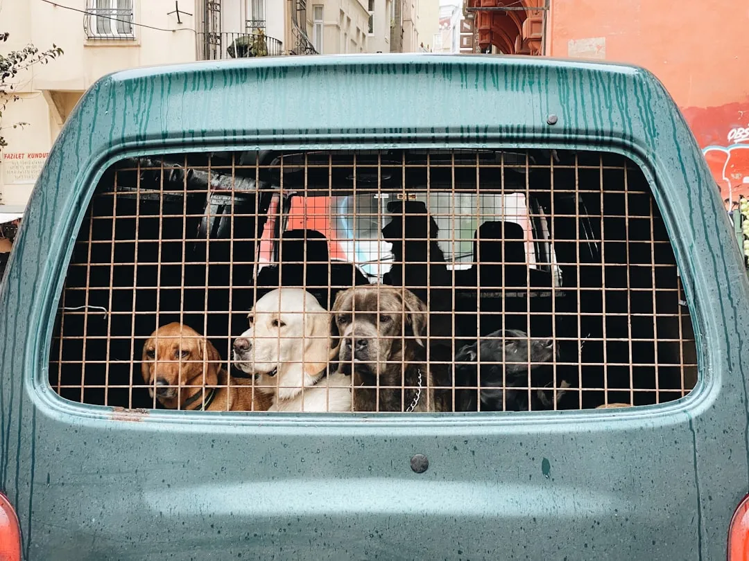 Cabin vs. Cargo: Understanding the Difference Upfront (Image Credits: Unsplash)