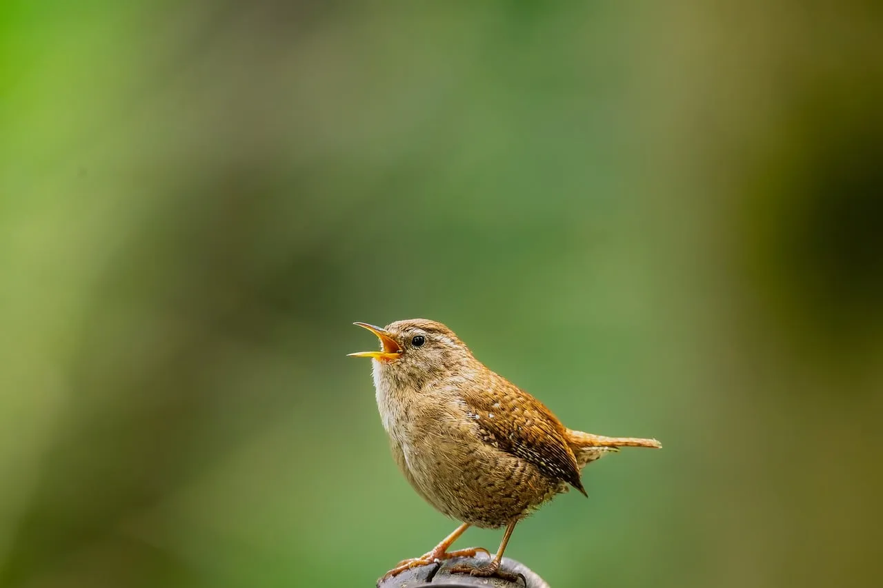 The Dawn Chorus Is Not Quite What It Seems (Image Credits: Pixabay)