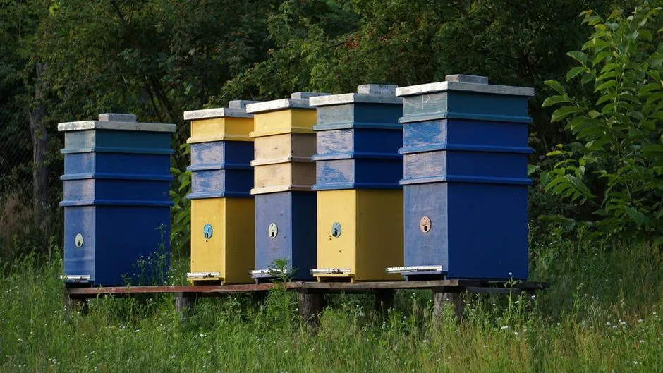 The InterContinental Barclay, New York: A Fourth-Generation Beekeeper on the 11th Floor (Image Credits: Pexels)