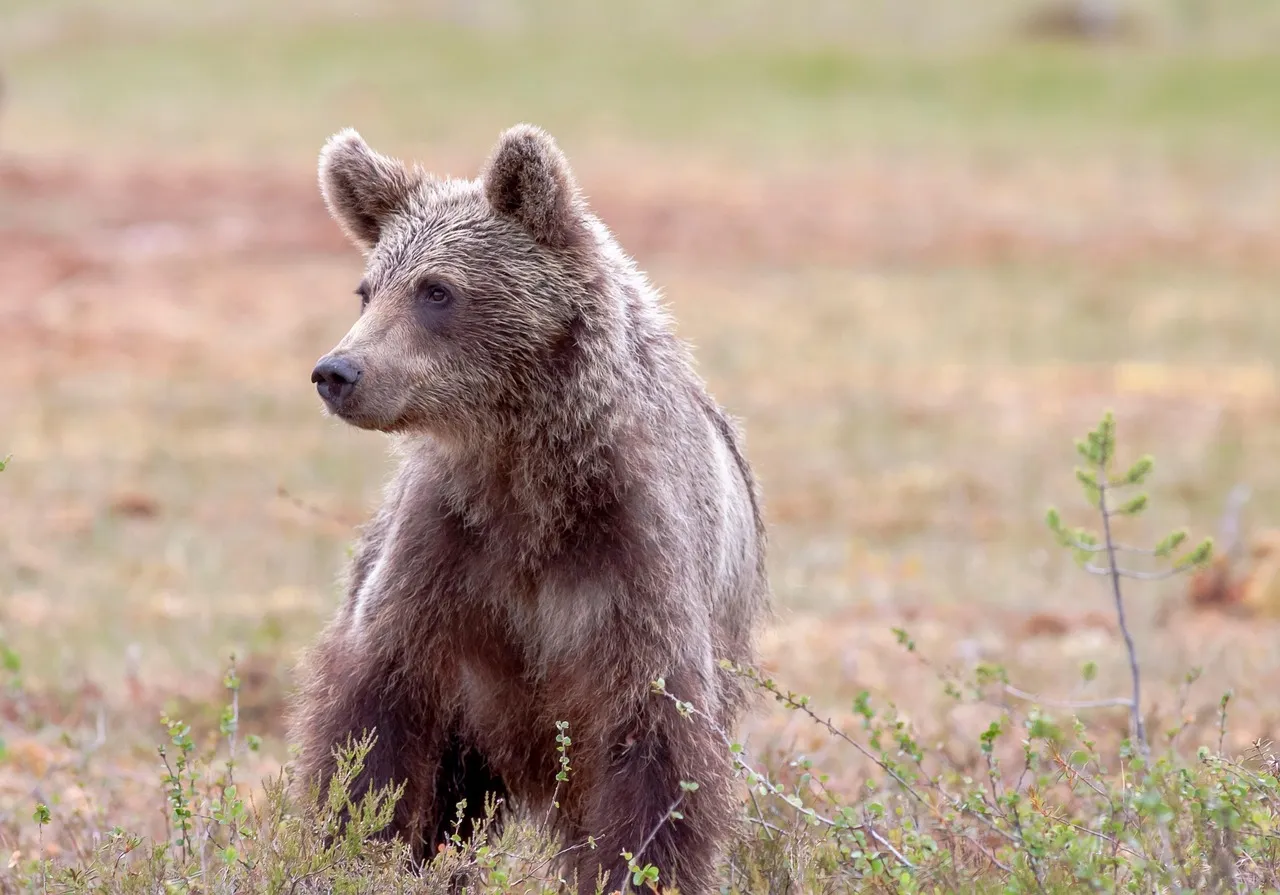 Black Bears: The Patients That Draw a Crowd (Image Credits: Pixabay)