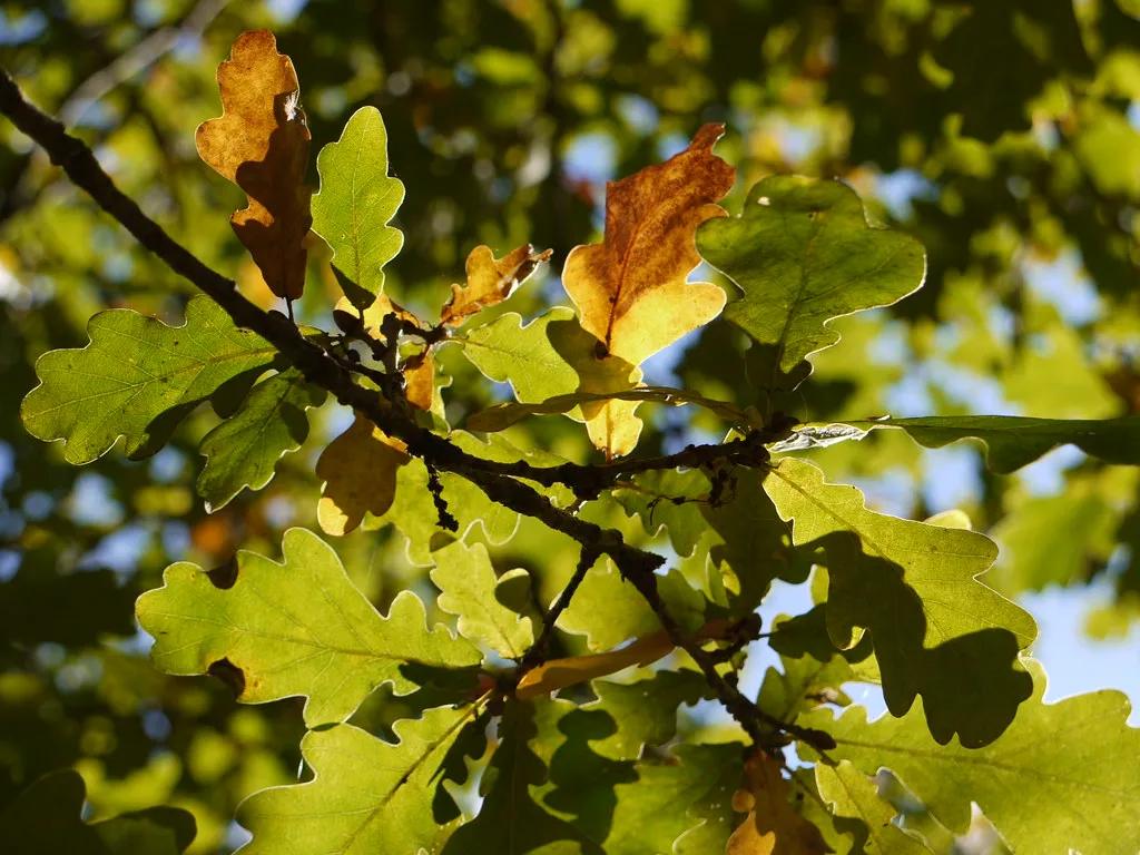 The Role of Climate Change in Shifting the Windows (Martin Ibert, Flickr, CC BY-SA 2.0)