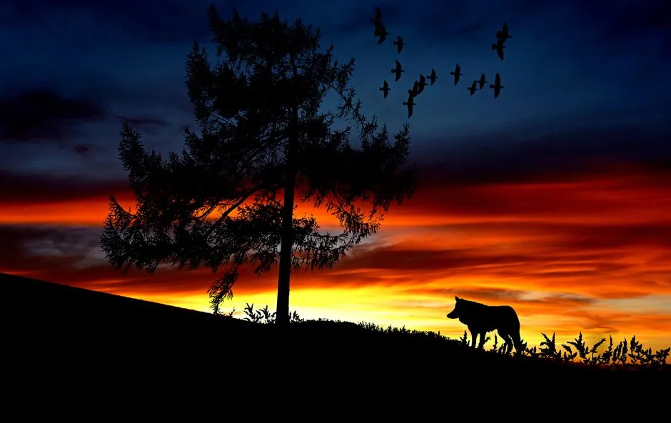 Why Animals Come Out at Twilight: The Science Behind the Schedule (Image Credits: Pexels)