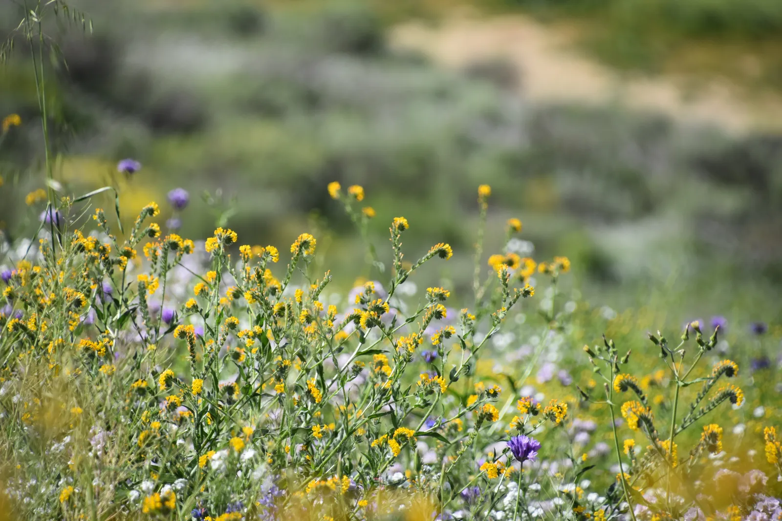 Wildflower Blooms Can Be Spectacular (By Rob.Bertholf, CC BY 2.0)