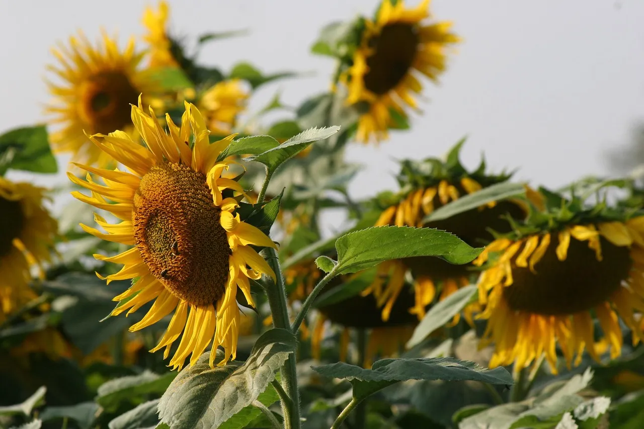 How Geography Shapes the Bloom Calendar (Image Credits: Pixabay)