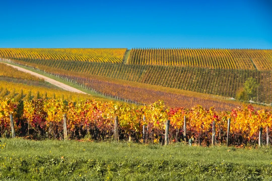 Ask About the Terroir, Not Just the Taste (Image Credits: Unsplash)