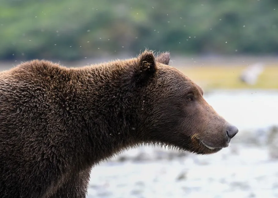 Wildlife Across an Untamed Ecosystem (Image Credits: Pexels)