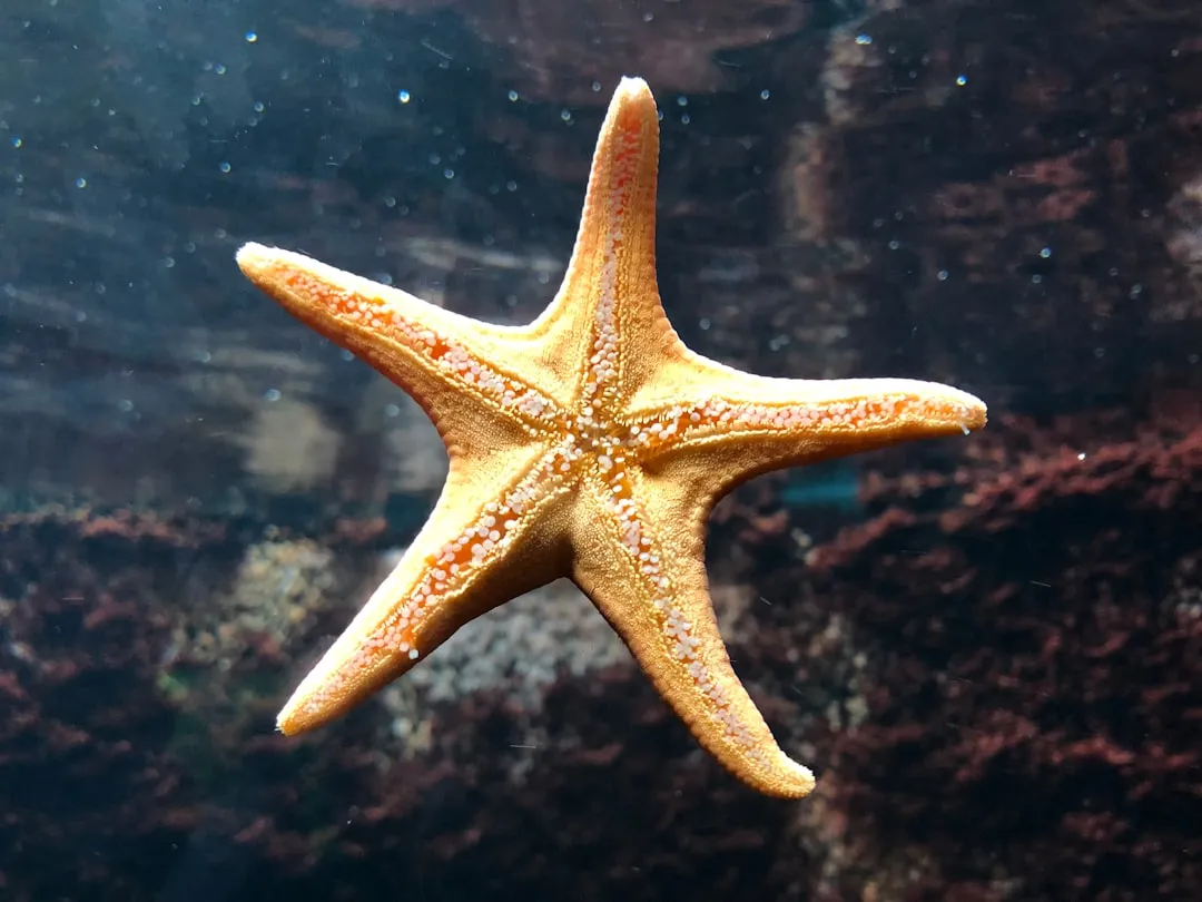 The Ecological Importance of Starfish in These Pools (Image Credits: Unsplash)