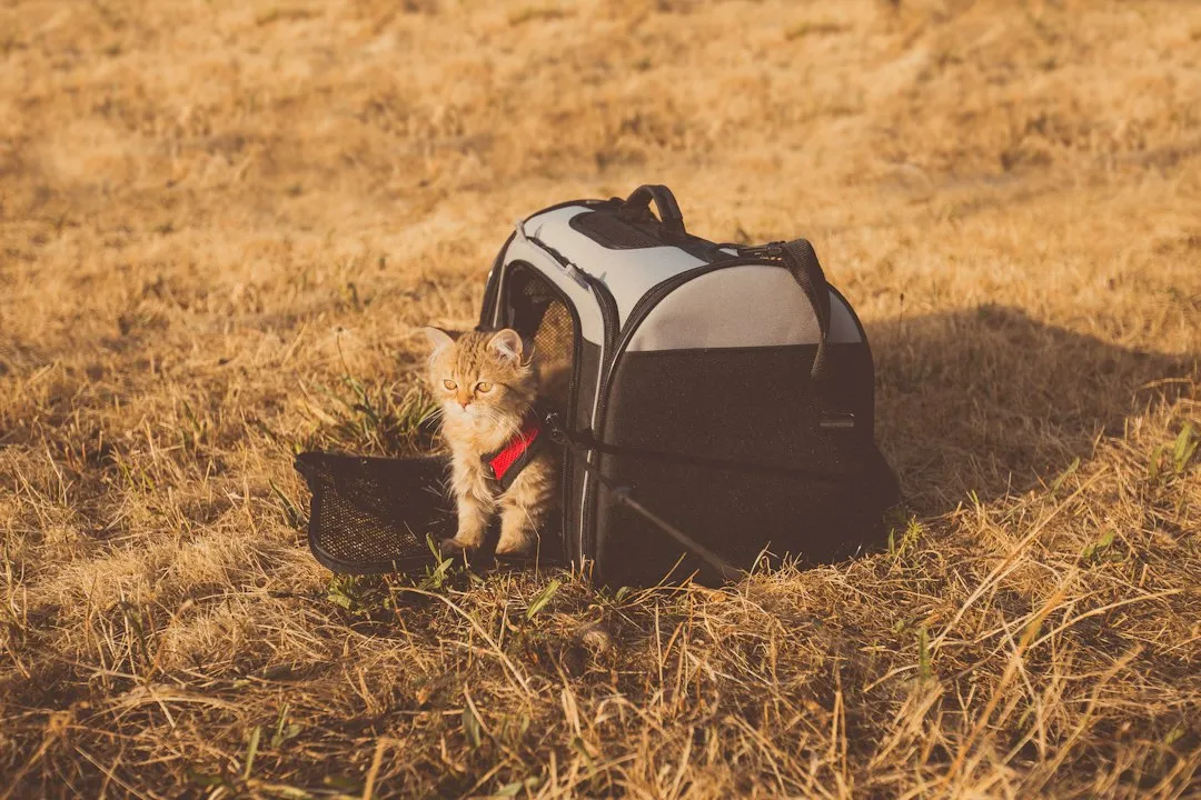 What the Pet Travel Numbers Actually Say (Image Credits: Unsplash)