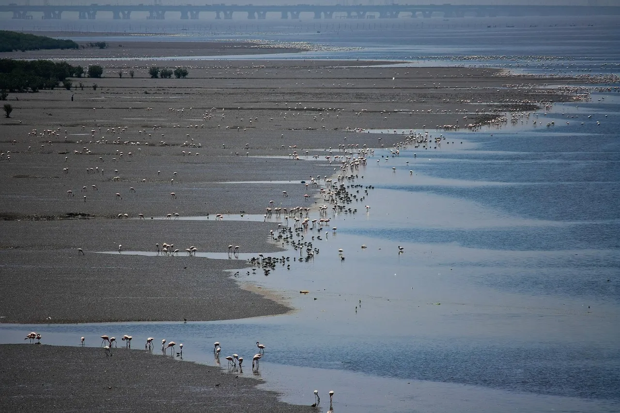 A Nursery for the Sea (Image Credits: Pixabay)