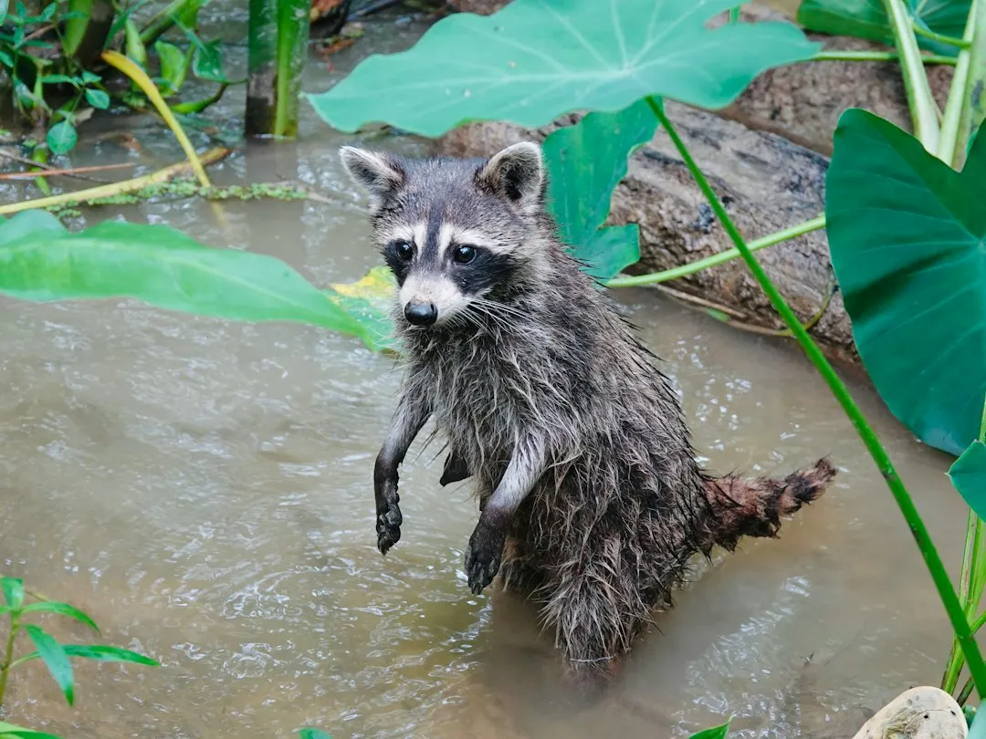 Raccoons: The Ones Everyone Has a Story About (Image Credits: Unsplash)