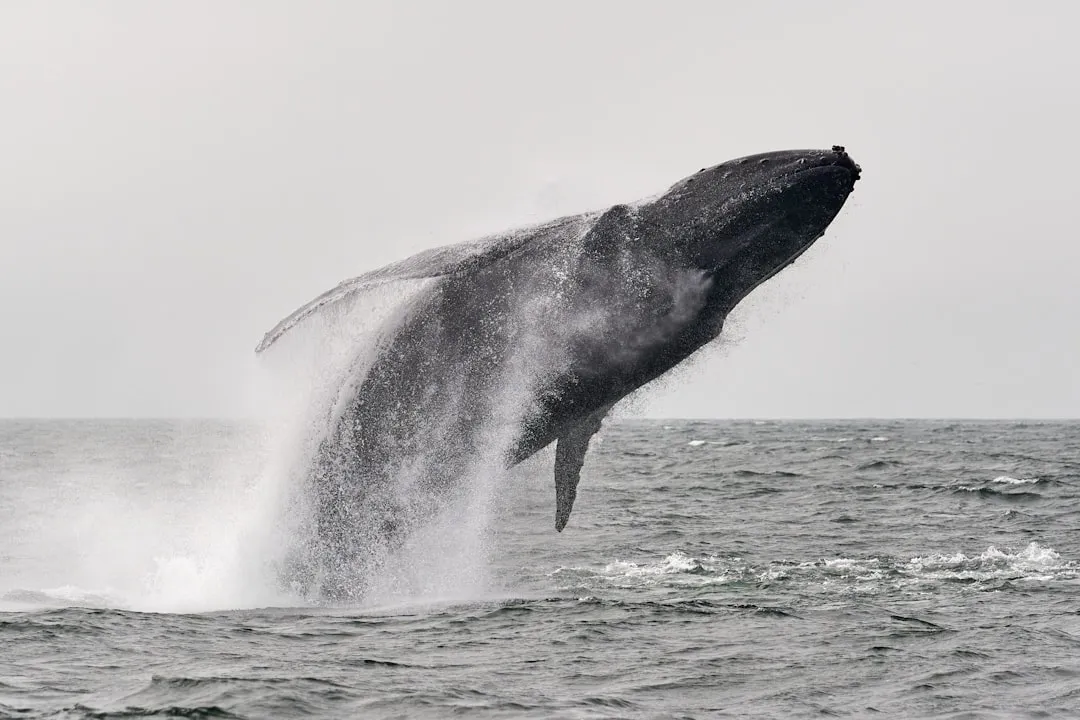 Gray Whale Migration: A Winter Exclusive (Image Credits: Unsplash)