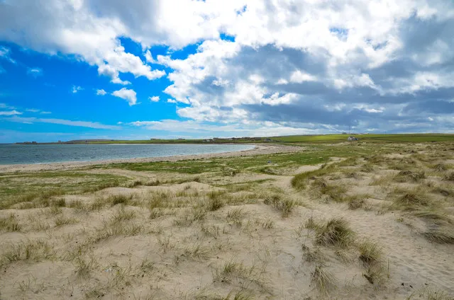 The Living Landscape: Maritime Forests and Shifting Dunes (Geograph Britain and Ireland, CC BY-SA 2.0)