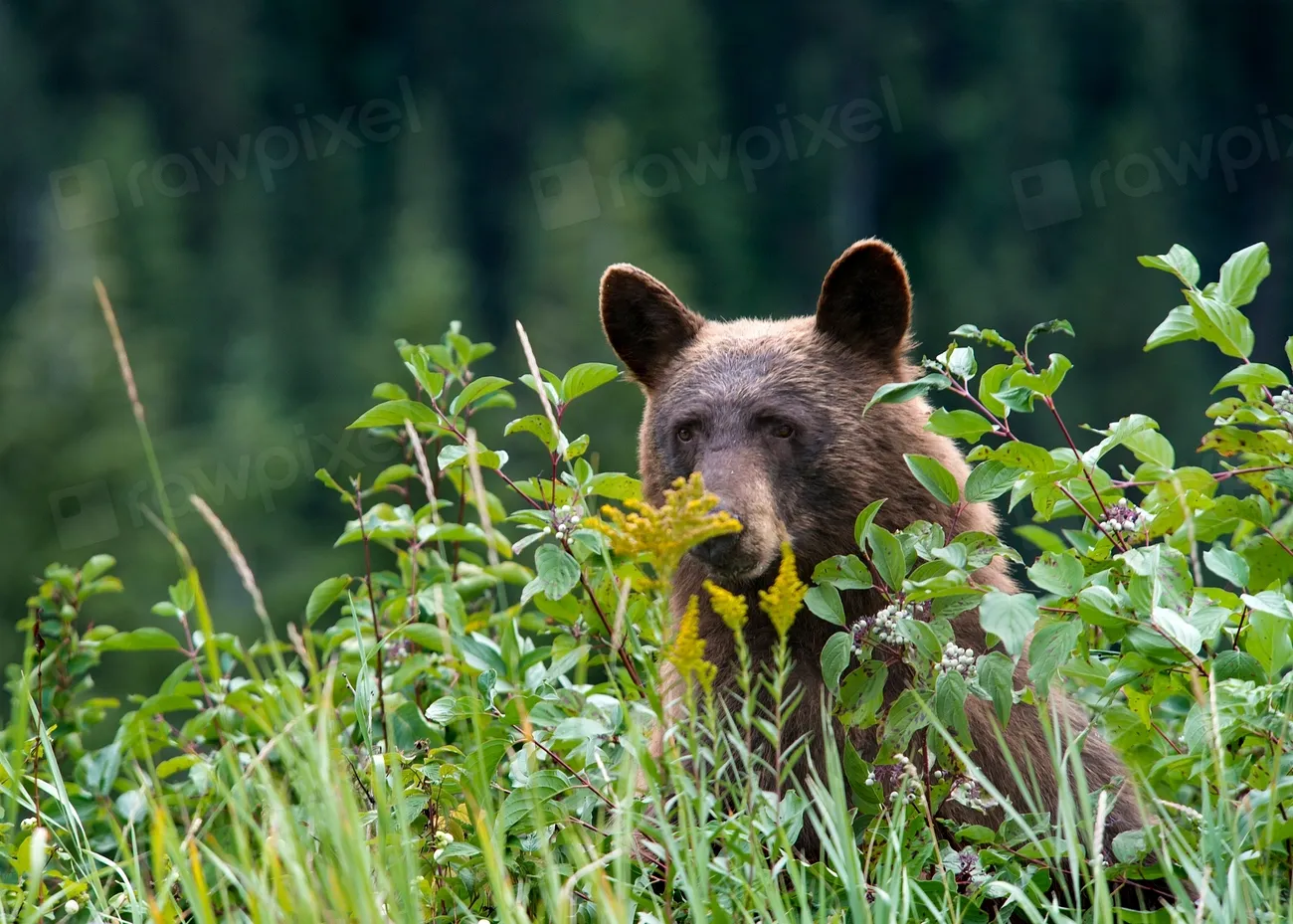 8. Read Animal Body Language Before You Press the Shutter (Image Credits: Rawpixel)