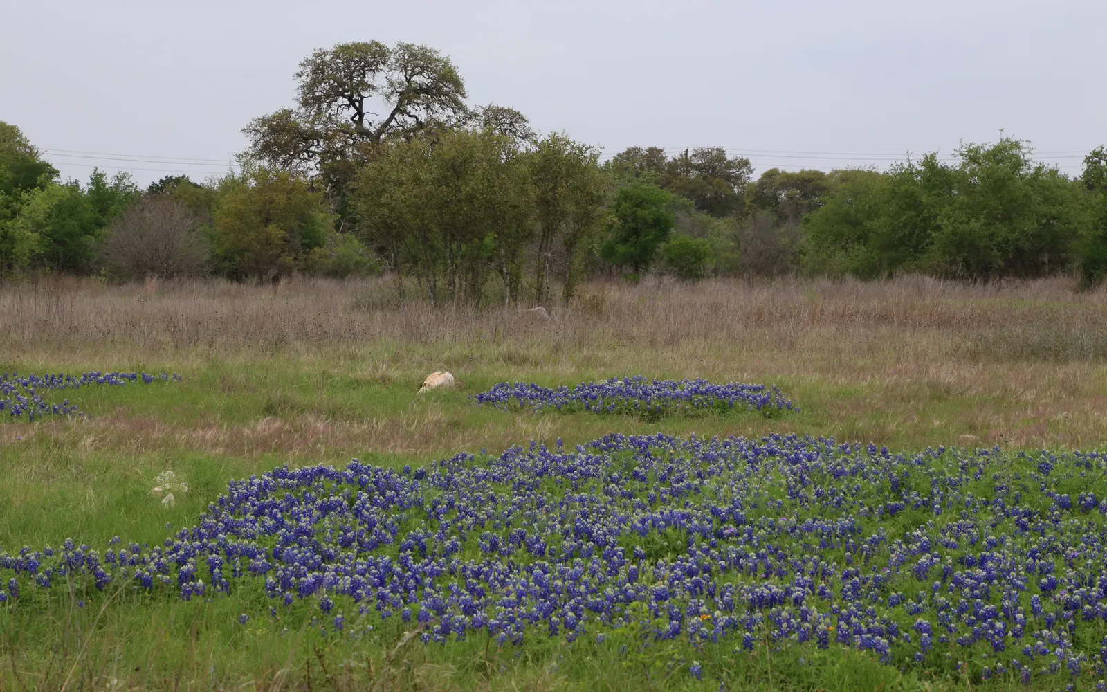 Lady Bird Johnson Wildflower Center: The Closest Sure Thing (By Dcrjsr, CC BY 3.0)