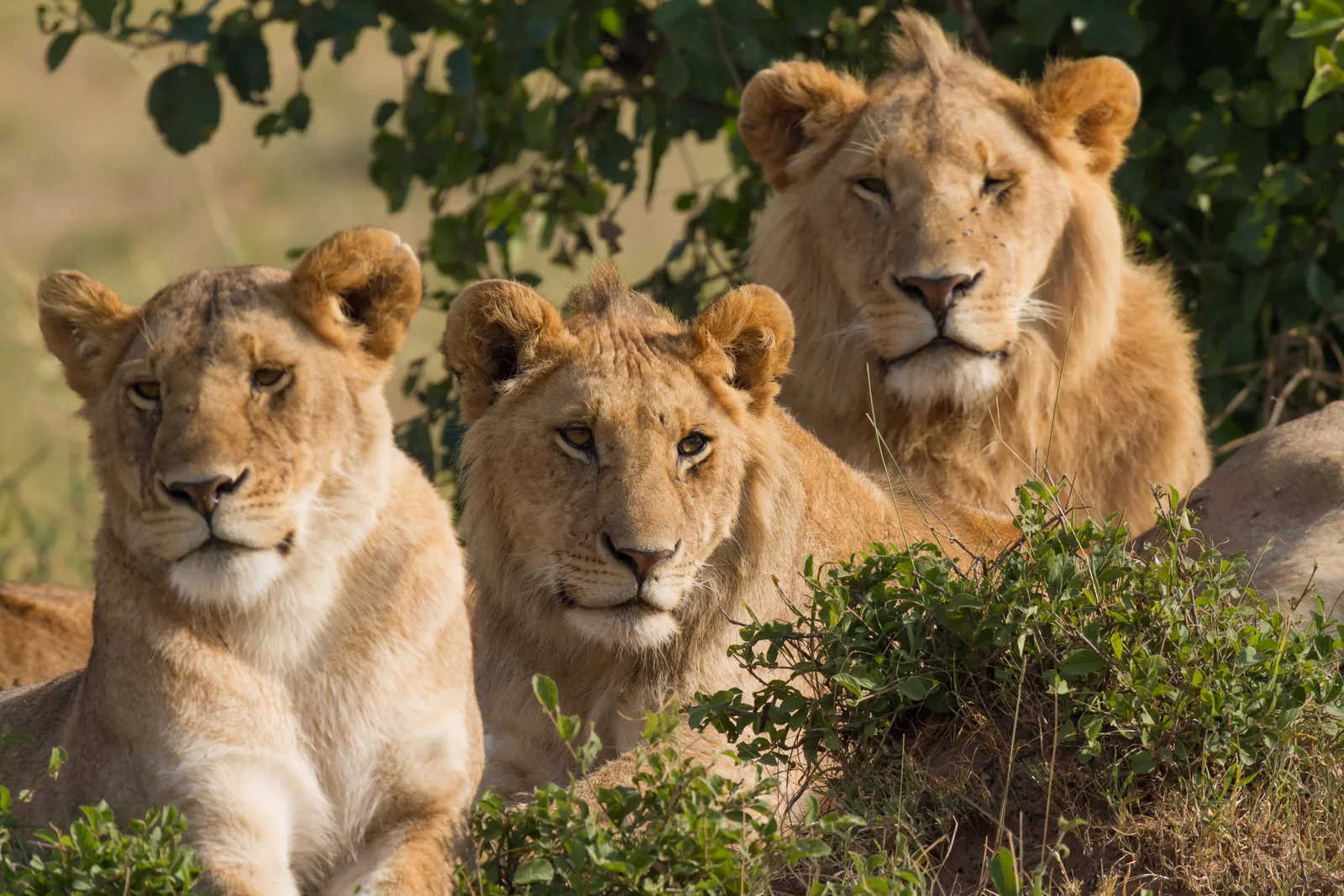 Leo's Specific Flavor of Dominance (By Benh LIEU SONG, CC BY-SA 3.0)