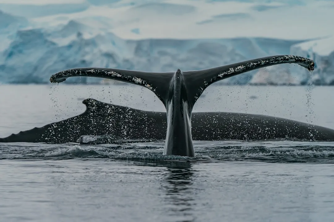 GeoSea in Húsavík: Where Whales and Warm Water Meet (Image Credits: Unsplash)