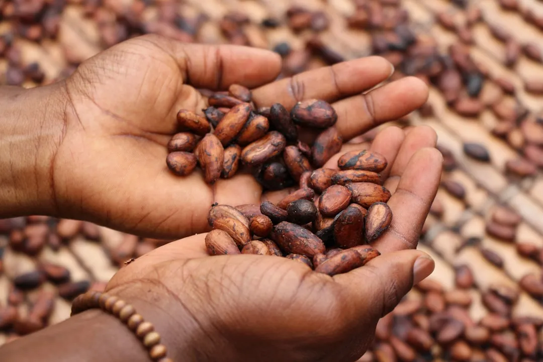 Freshly Roasted Cocoa Beans - Raw, Strange, and Unforgettable (Image Credits: Unsplash)