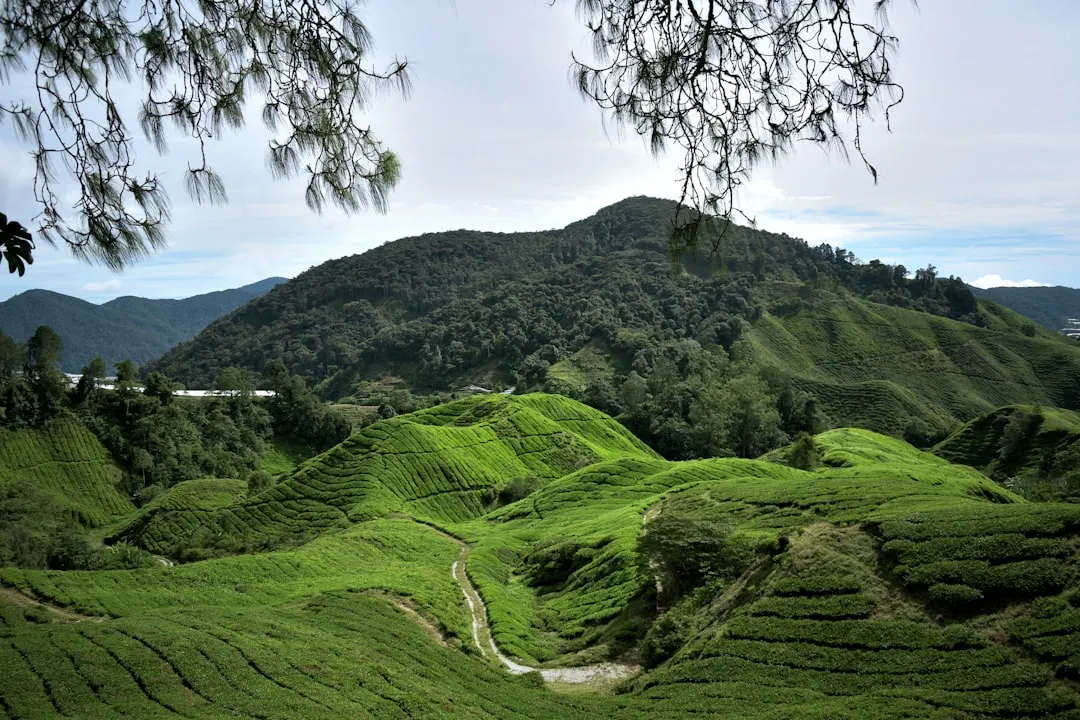 A Natural Altitude Advantage (Image Credits: Unsplash)