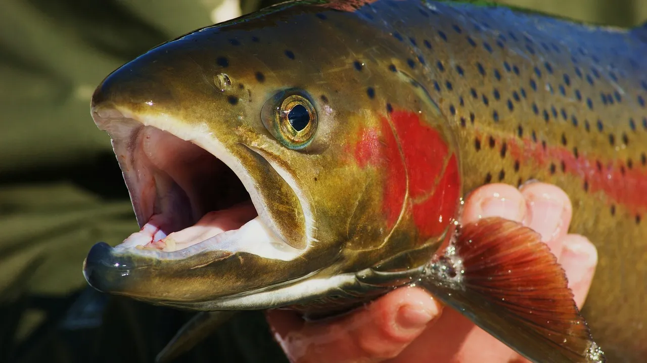 Over 500 Miles of Trout Streams and the Trout Capital of Georgia (Image Credits: Pixabay)